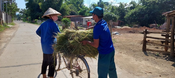 Người dân buôn Dranh A nhận cỏ cho bò ăn từ đoàn viên thanh niên xã Đắk Liêng. 