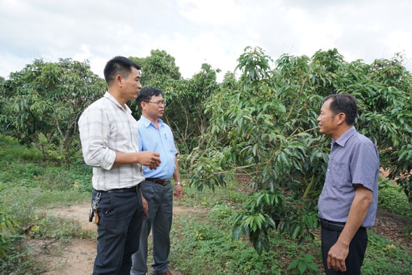 Anh Nguyễn Văn Bình (bìa phải) chia sẻ định hướng phát triển của Hợp tác xã Dịch vụ nông nghiệp Thanh Bình Ea Sar với lãnh đạo huyện.