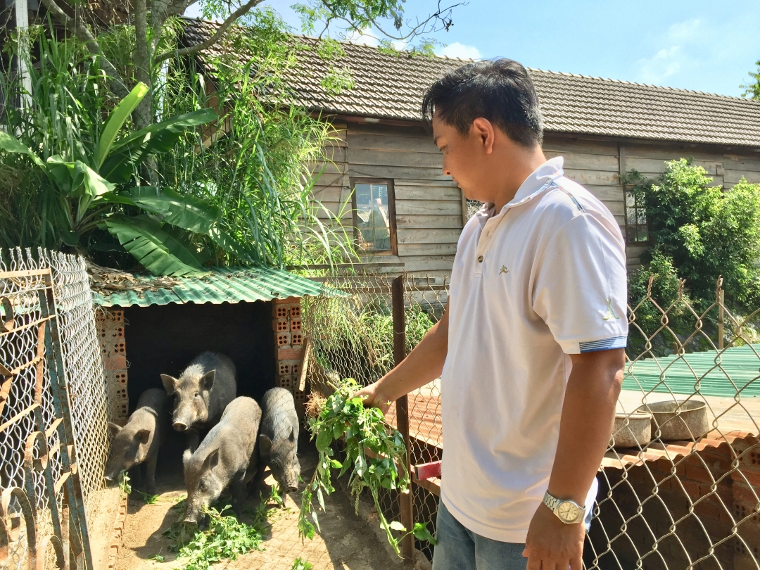 Anh Nguyễn Quang Hậu chăm sóc đàn heo rừng lai. 