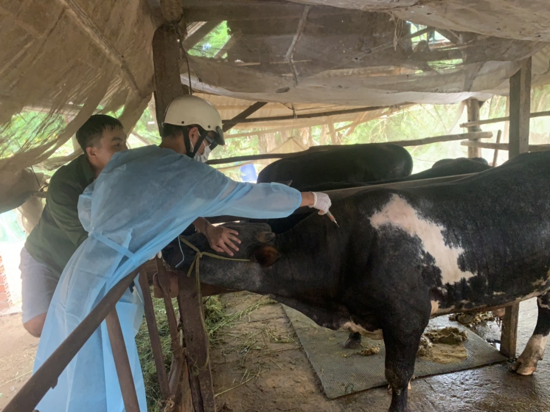 Nhân viên thú y tiêm phòng vắc xin bệnh viêm da nổi cục cho đàn bò của một hộ dân tại thị trấn Liên Sơn (huyện Lắk). 