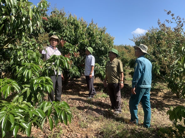 Hội Cựu chiến binh huyện M'Drắk thăm quan mô hình trồng vải của gia đình ông Nghình.