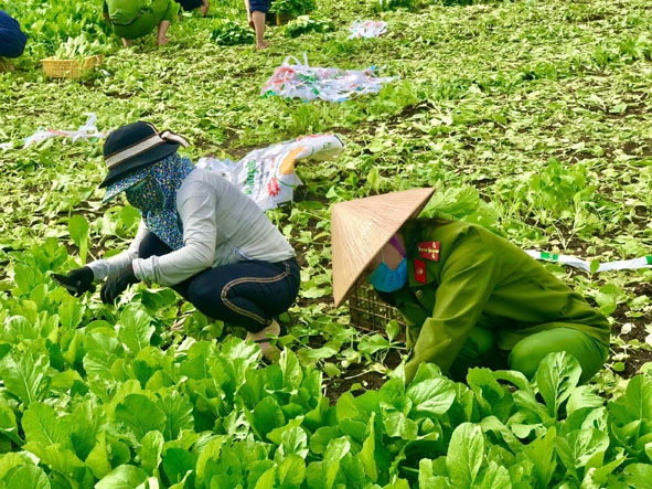 Lực lượng công an xuống tận ruộng giúp nông dân thu hoạch rau. 