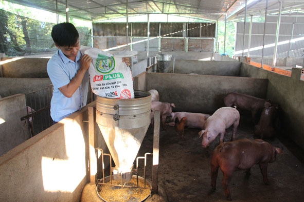 Nhân viên công ty TNHH Gold Coin Feedmill Đồng Nai thực hiện quy trình dinh dưỡng chăn nuôi heo  cho một hộ chăn nuôi ở huyện Buôn Đôn. 
