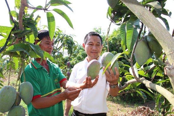 Bí thư Đảng ủy xã Ea Bung (huyện Ea Súp) Lê Hồng Hạnh (bên phải) cùng nông dân trao đổi về kỹ thuật nâng cao chất lượng vườn cây.  