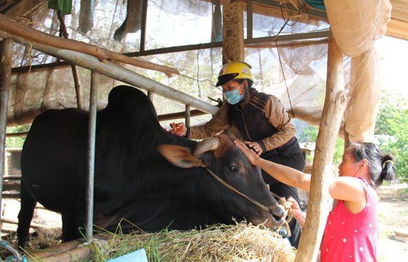 Người dân xã Ea Hu hỗ trợ cán bộ tiêm vắc xin ngừa viêm da nổi cục cho đàn bò. 