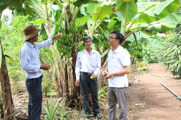  Người dân thôn Tân Phú (xã Ea Nuôl) giới thiệu về mô hình trồng cây ăn trái. 