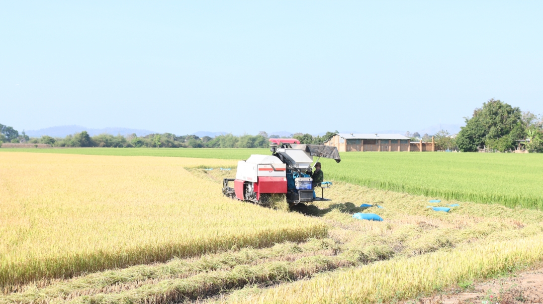 Từ nền tảng ban đầu, huyện Ea Súp ngày nay đã trở thành vựa lúa lớn của tỉnh. (Trong ảnh: Một cánh đồng mẫu lớn trên địa bàn xã Ea Bung).