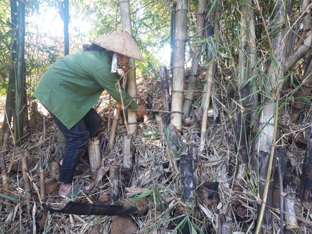 Đi lấy măng rừng.