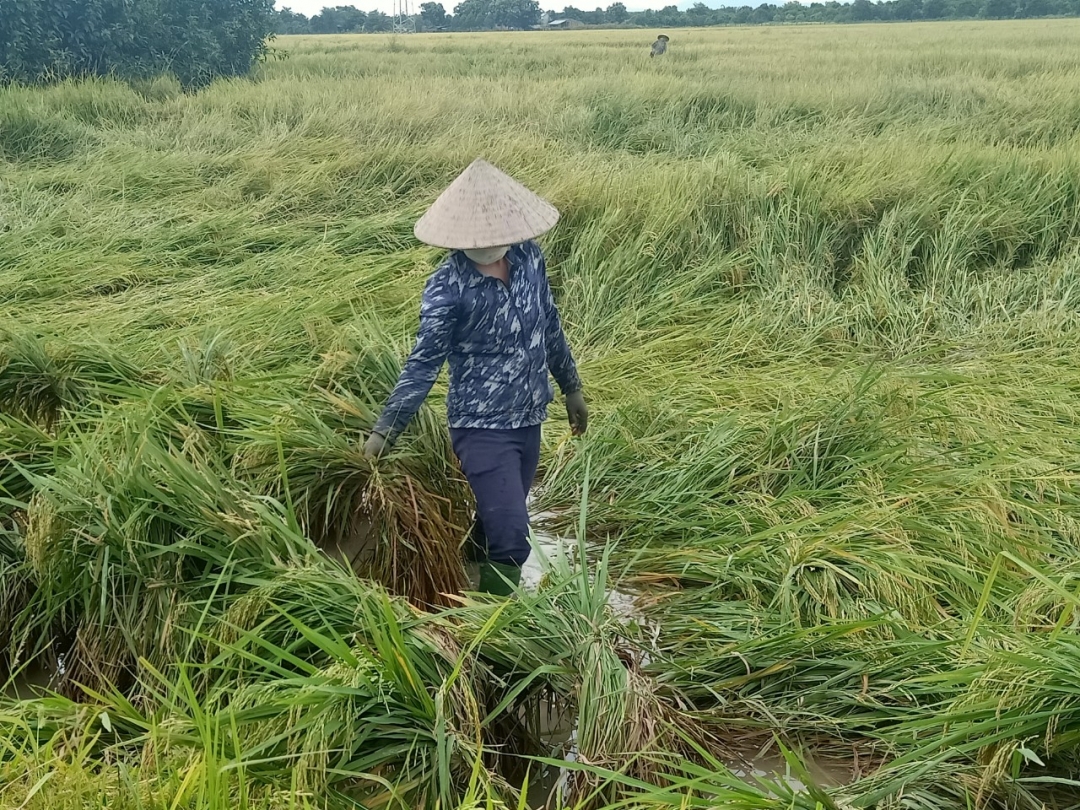 Nông dân xã Ea Bung (huyện Ea Súp) khắc phục lúa bị gãy đổ. 