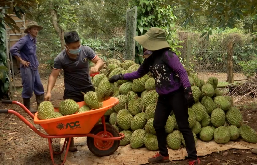 Thu hoạch sầu riêng ở huyện Krông Pắc  (ảnh chụp trước ngày 24-7-2021). 