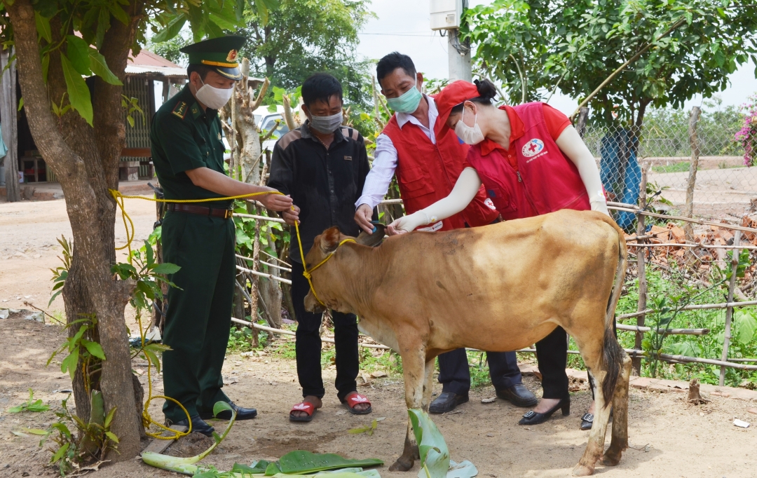         Gia đình anh Vi Văn Ót   (xã Ia Lốp,  huyện Ea Súp)  được hỗ trợ  bò giống.   Ảnh: N.Lân