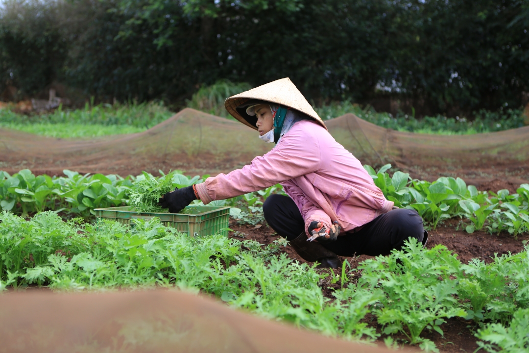 Thu hoạch sản phẩm tại nông trại NICOYASAI (khối 2, phường Ea Tam, TP. Buôn Ma Thuột). 